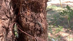 Anatololacerta pelasgiana