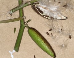 Cynanchum viminale viminale