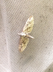 Eupithecia pusillata