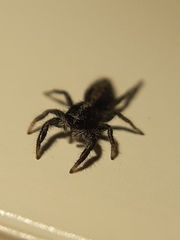 Ocrisiona leucocomis