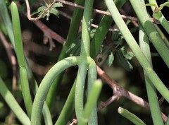 Cynanchum viminale viminale