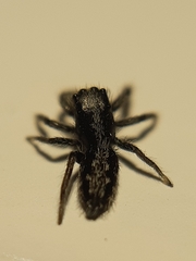Ocrisiona leucocomis
