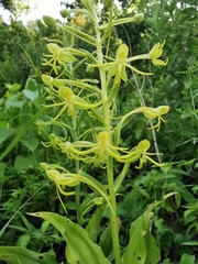 Habenaria novemfida