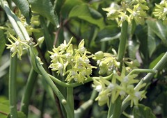 Cynanchum viminale viminale