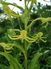 Habenaria novemfida