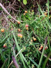 Hermannia ternifolia