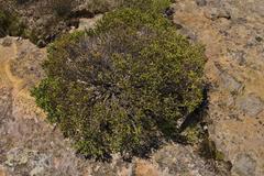 Passerina montana