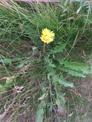 Taraxacum ceratophorum