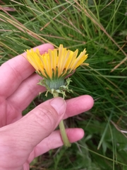 Taraxacum ceratophorum