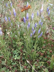 Gentianopsis barbata