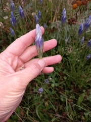 Gentianopsis barbata