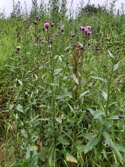 Cirsium arvense