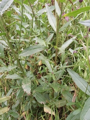 Cirsium arvense