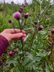 Cirsium arvense
