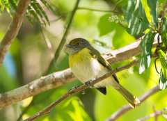 Hylophilus thoracicus