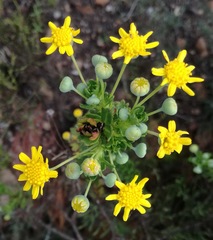 Euryops algoensis