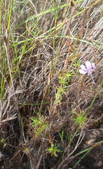 Prismatocarpus diffusus