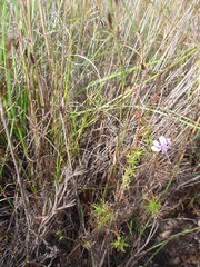 Prismatocarpus diffusus