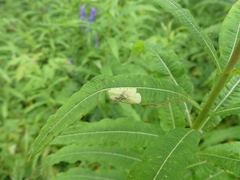 Mompha raschkiella