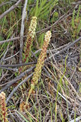 Satyrium bicallosum