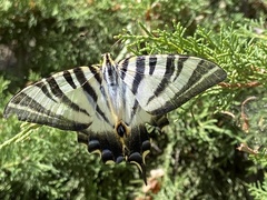 Iphiclides feisthamelii