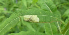 Mompha raschkiella
