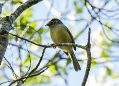 Hylophilus poicilotis