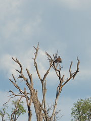 Hieraaetus wahlbergi