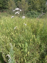 Valeriana transjenisensis