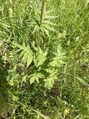 Valeriana transjenisensis