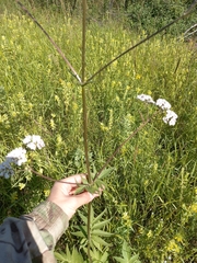Valeriana transjenisensis