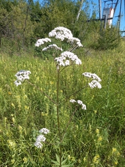 Valeriana transjenisensis