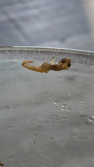 Lissotriton schmidtleri