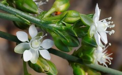 Macarthuria australis