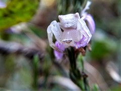 Thomisus spectabilis