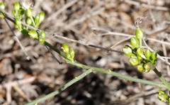 Macarthuria australis