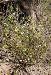 Macarthuria australis