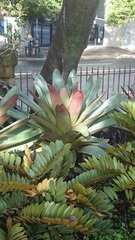 Alcantarea imperialis