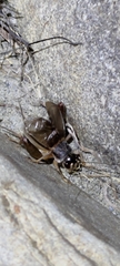 Turanogryllus eous