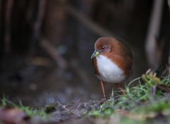 Laterallus leucopyrrhus