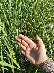 Carex cryptocarpa