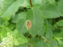 Agromyza valdorensis