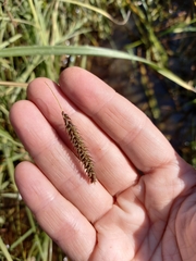 Carex cryptocarpa