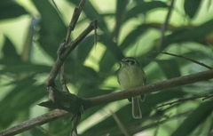 Pogonotriccus paulista