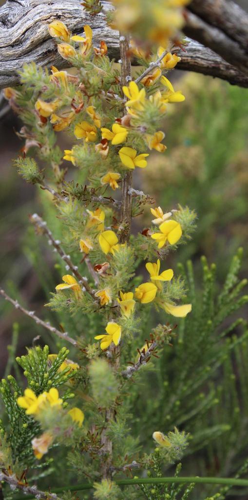 Crooked Capegorse