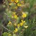 Crooked Capegorse - Photo (c) Tony Rebelo, some rights reserved (CC BY-SA), uploaded by Tony Rebelo
