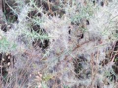 Tetranychus lintearius