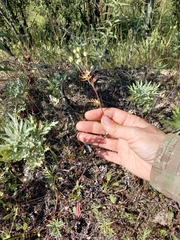 Potentilla multifida