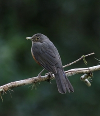 Turdus rufiventris rufiventris