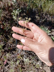 Potentilla multifida